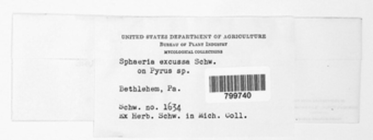 Sphaeria excussa image